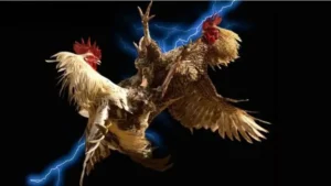 Thống Lĩnh Đá Gà Sabong SBOBET: Hành Trình Chiến Thắng Đầy Kịch Tính